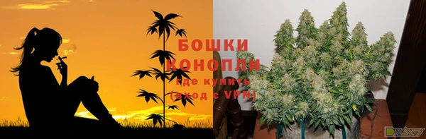 прущие грибы Ладушкин